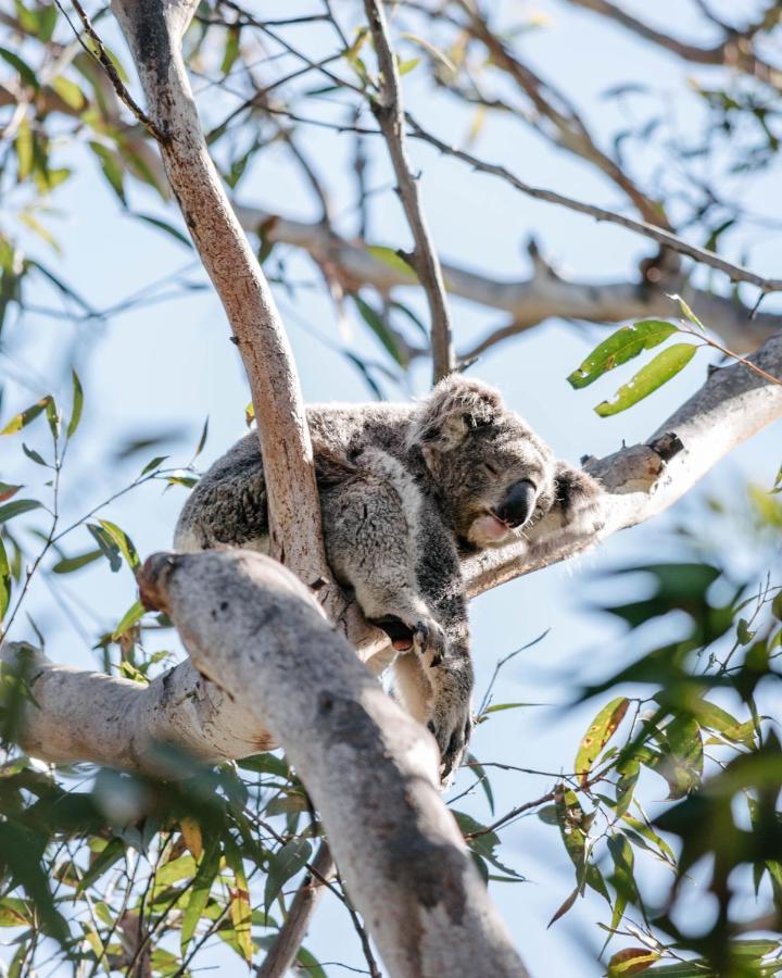 ホテル Port Stephens Koala Sanctuary One Mile エクステリア 写真
